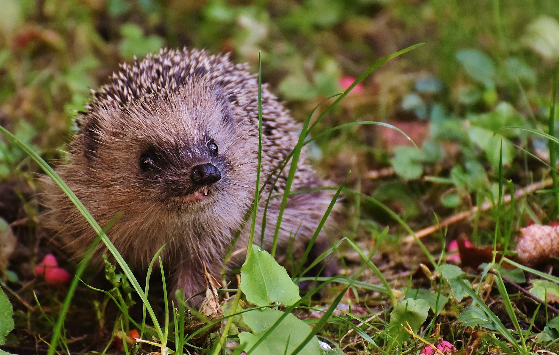 brown porcupine on green grass close up photography