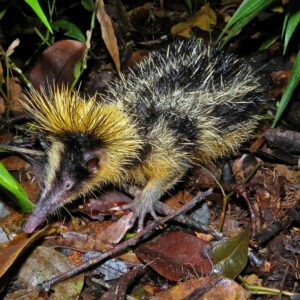 Tenrec habitat and ecology