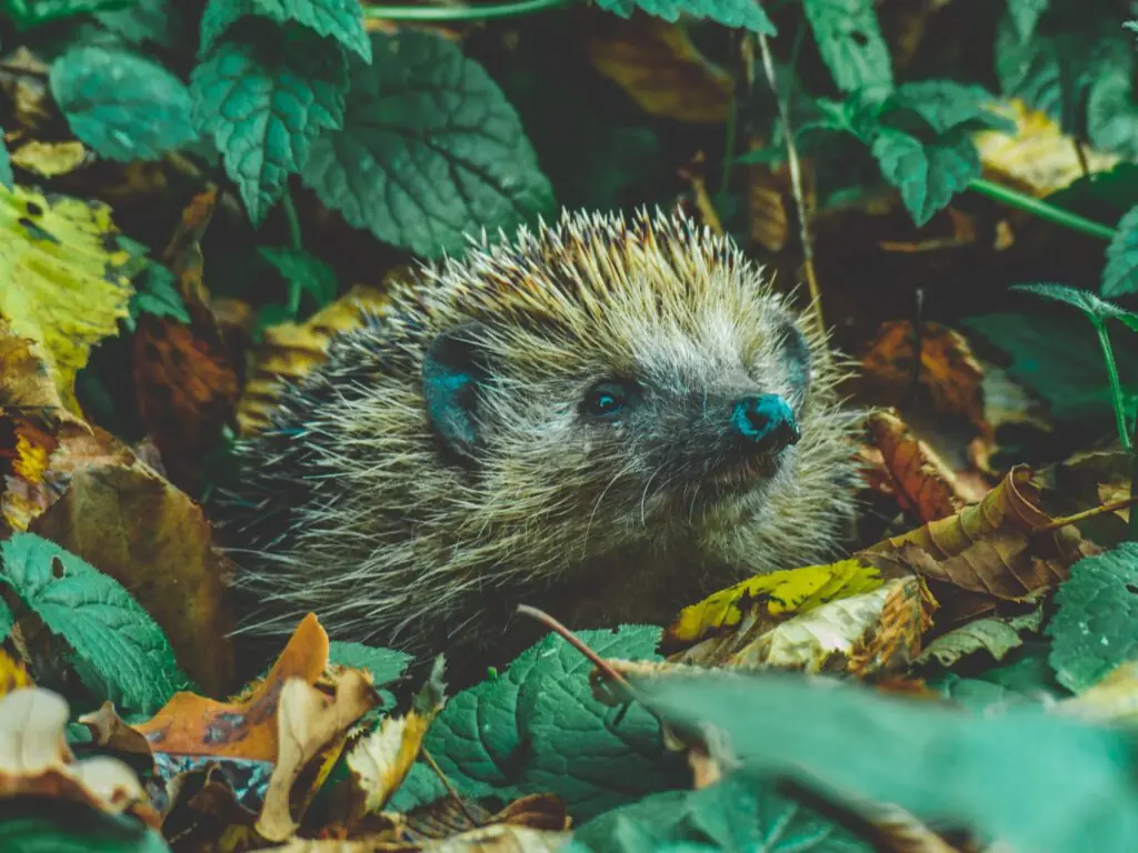 European hedgehog in leaves