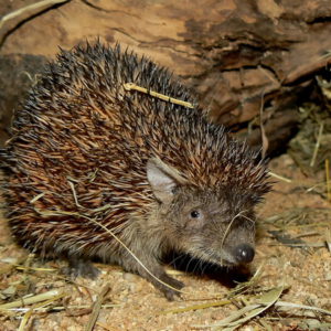 Introduction to the Lesser hedgehog tenrec