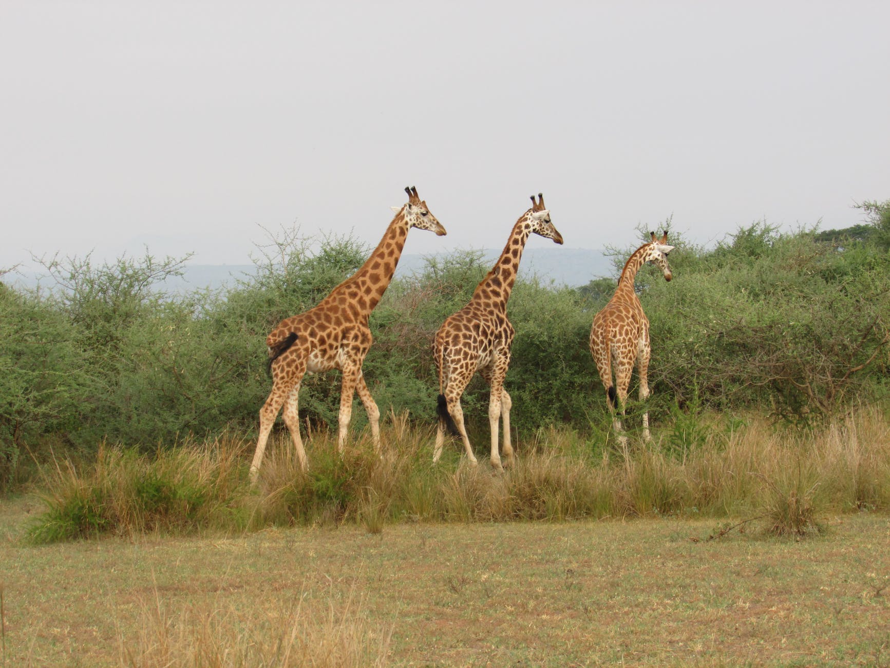 brown and black giraffe on brown grass field