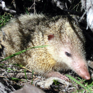 Introduction to Common tenrecs