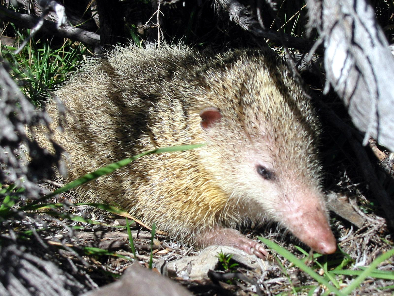 Introduction to Common tenrecs