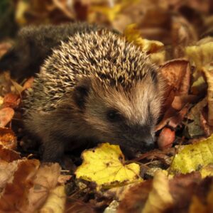 brown and black hedgehog standing on brown dry leaved