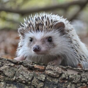 close up shot of a hedgehog