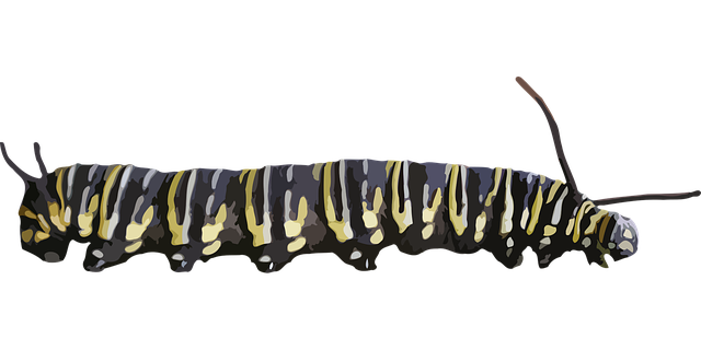 Caterpillar