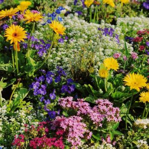 Helping hedgehogs: Gardening for wildlife
