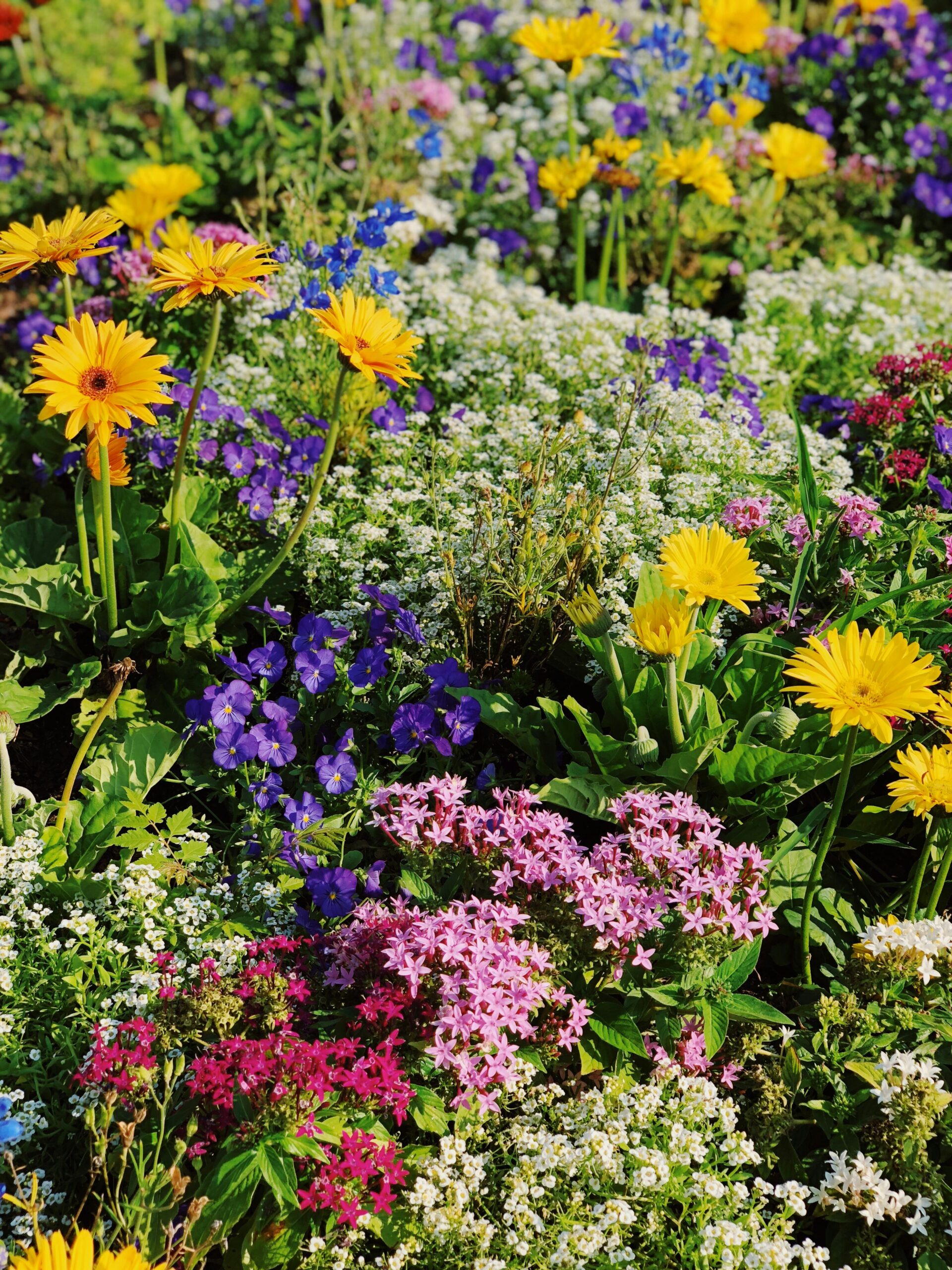 Helping hedgehogs: Gardening for wildlife