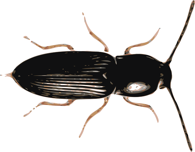 Beetle