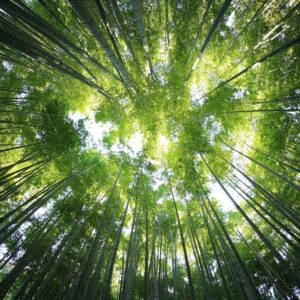 Introduction to ecology