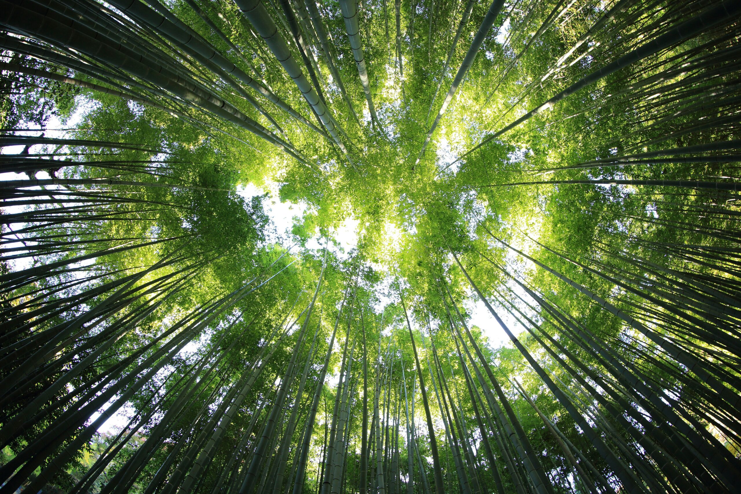 Introduction to ecology