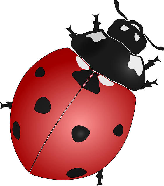 Ladybug
