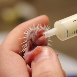 PDF booklet - Handrearing hedgehogs, a step-by-step guide