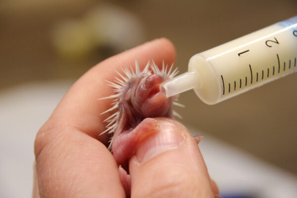 PDF booklet - Handrearing hedgehogs, a step-by-step guide