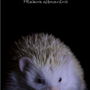 eBook 'African Pygmy Hedgehog'