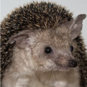 eBook 'Long-Eared Hedgehog'
