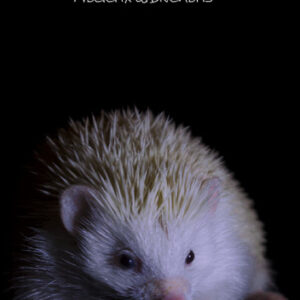 eBook 'Witbuikegel'