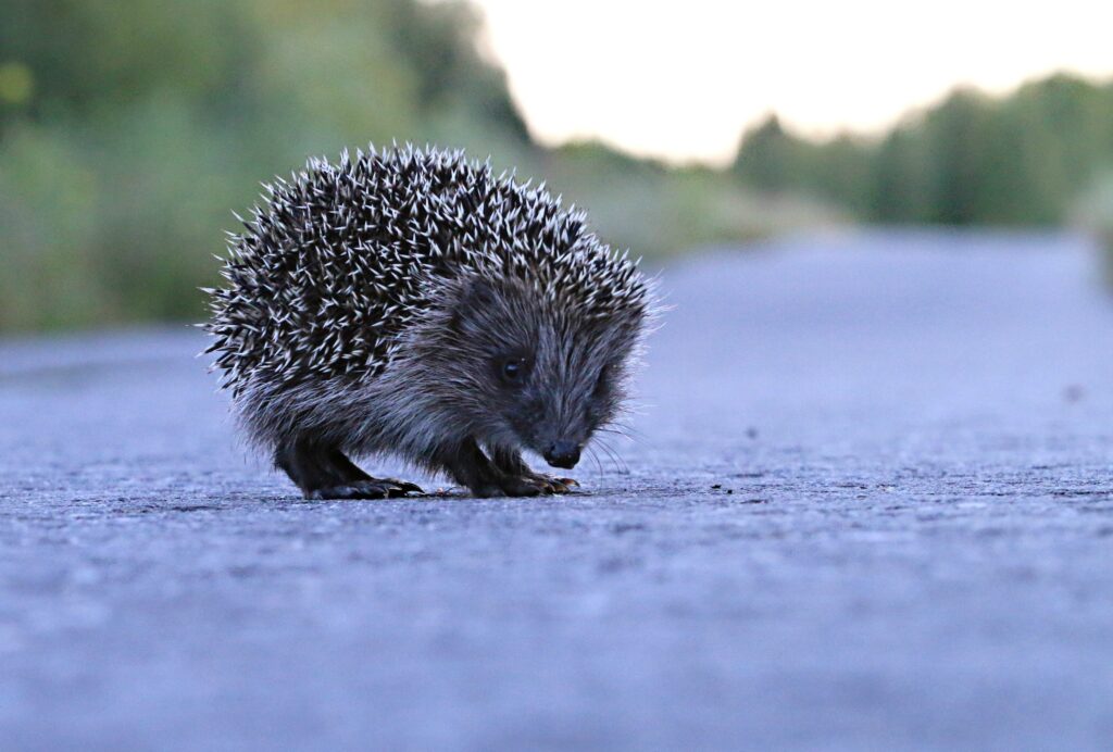 European hedgehog on the road