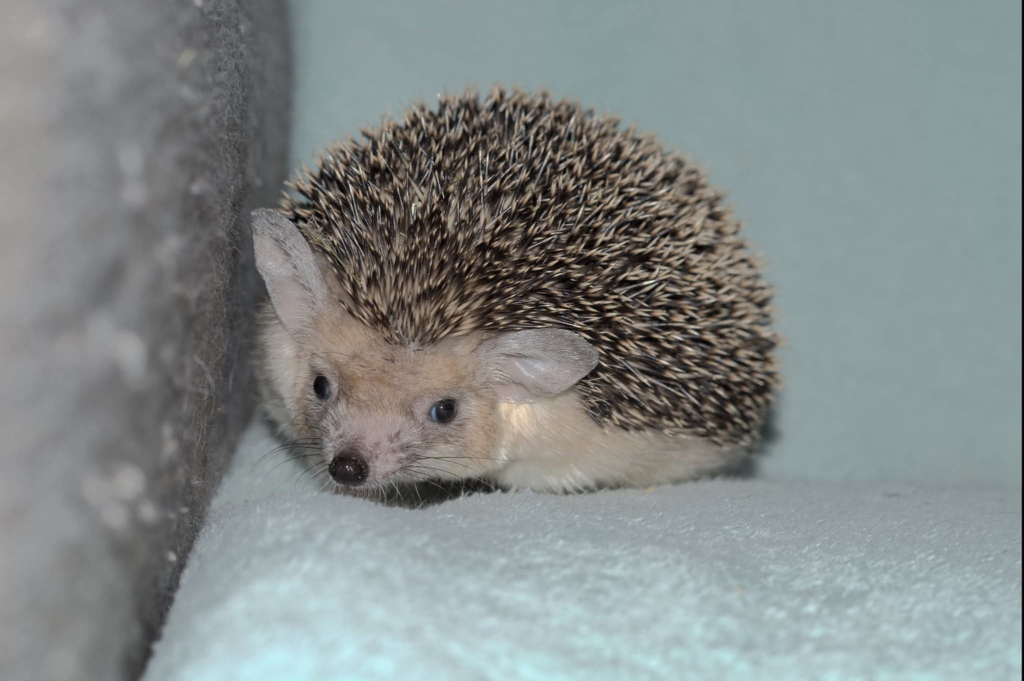 Hemiechinus auritus - Long-eared hedgehog