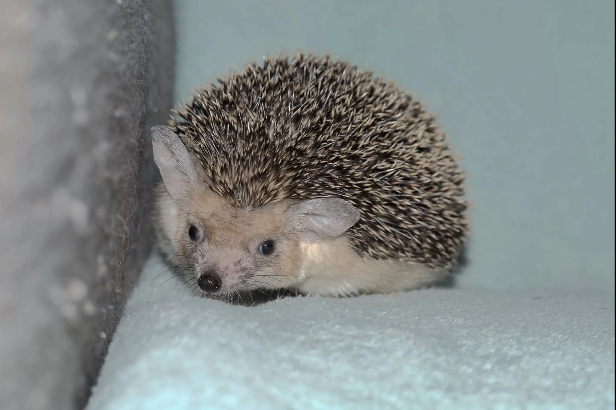 Hemiechinus auritus - Long-eared hedgehog